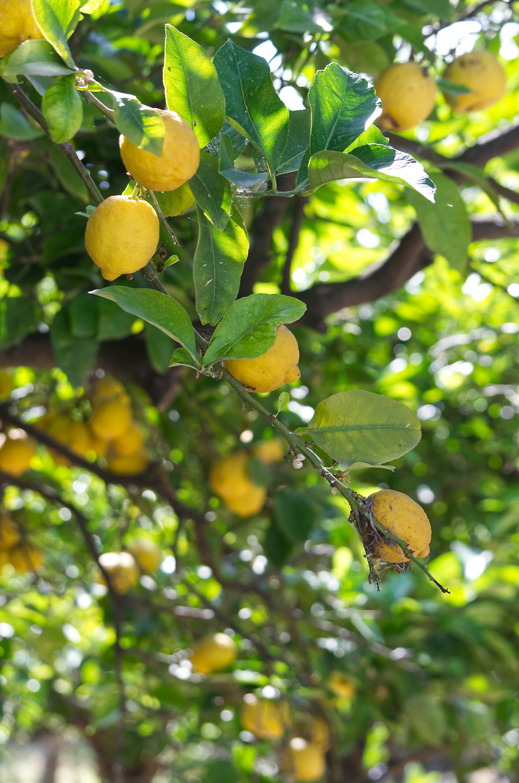 Limones - exportación - venta al por mayor - fruta